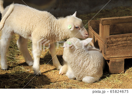 春のマザー牧場 赤ちゃん羊成長館 春のマザー牧場 赤ちゃん羊成長館 65824675