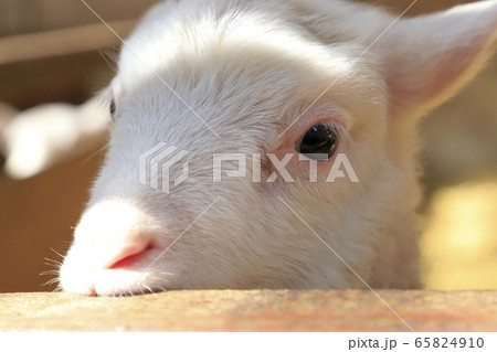 春のマザー牧場　赤ちゃん羊成長館 65824910