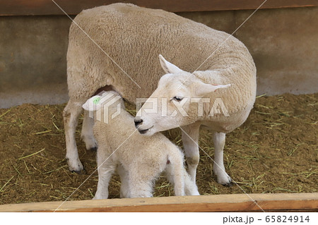 春のマザー牧場　赤ちゃん羊成長館 65824914