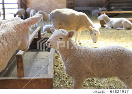 春のマザー牧場　赤ちゃん羊成長館 65824917