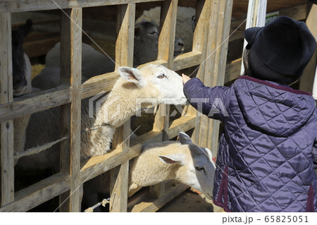マザー牧場　ひつじの牧場　エサやり風景 65825051