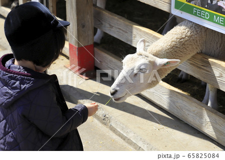 マザー牧場　ひつじの牧場　エサやり風景 65825084