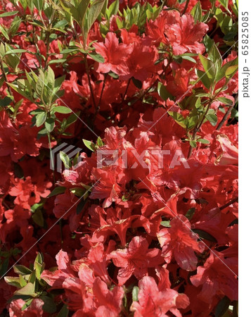 花 春 花びら 65825085