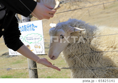 マザー牧場　ひつじの牧場　エサやり風景 65825141