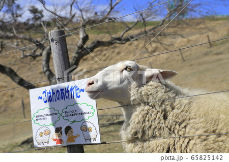 マザー牧場　ひつじの牧場　エサやり風景 65825142