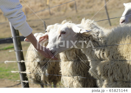 マザー牧場　ひつじの牧場　エサやり風景 65825144