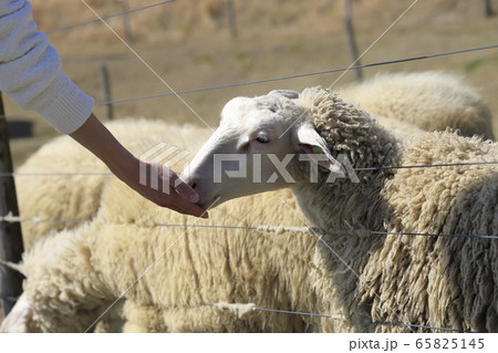 マザー牧場　ひつじの牧場　エサやり風景 65825145