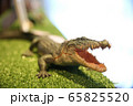 ワニのフィギュア 65825520