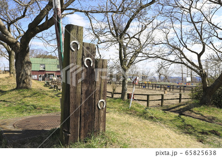 春のマザー牧場　うまの牧場 65825638