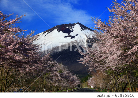 岩手山と桜 岩手山と桜 65825916