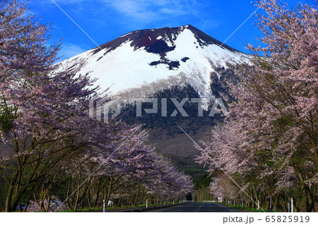 岩手山と桜 岩手山と桜 65825919