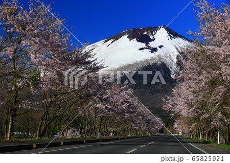 岩手山と桜 65825921
