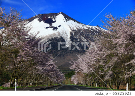 岩手山と桜 岩手山と桜 65825922