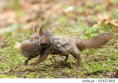 子リスを咥える母リス 65827869