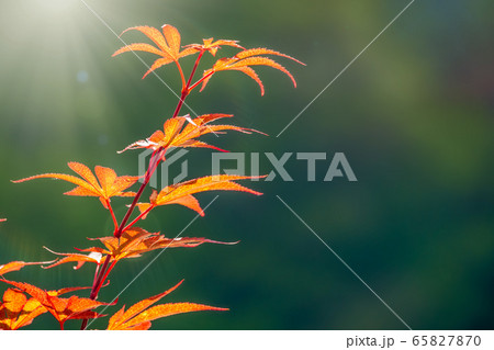 Summer or Autumn foliage , Japanese Red maple tree 65827870