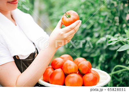 トマトを収穫する生産者 65828031
