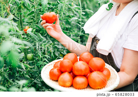 トマトの収穫の写真素材