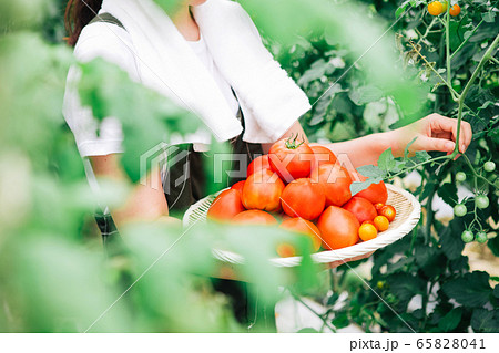 トマトを収穫する生産者 65828041