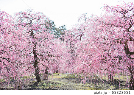 鈴鹿の森庭園　梅　春 65828651