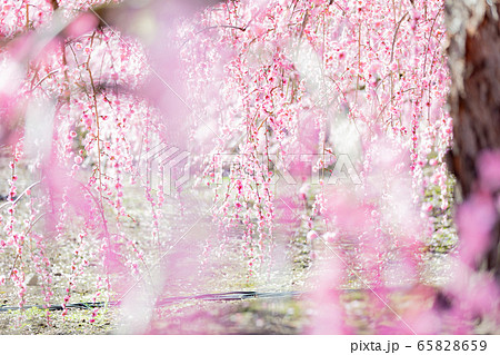 鈴鹿の森庭園　梅　春 65828659