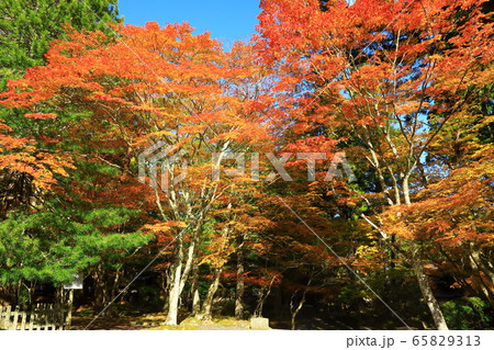 高野山　青空と参道の紅葉 65829313
