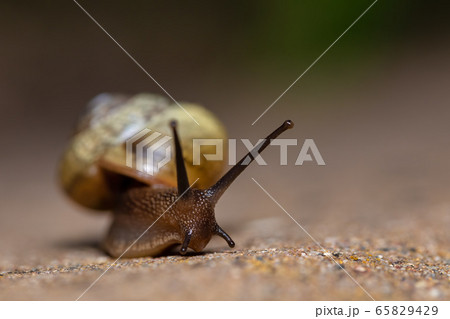 macro of small Garden snail 65829429