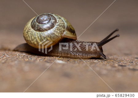 macro of small Garden snail macro of small Garden snail 65829430