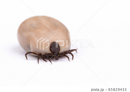 Tick (Ixodes ricinus) isolated on white 65829433