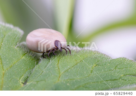 Tick (Ixodes ricinus) isolated on white Tick (Ixodes ricinus) isolated on white 65829440