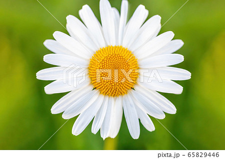 white marguerite flowers in meadow white marguerite flowers in meadow 65829446