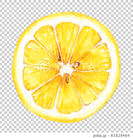 Watercolor Lemon Round Slice Stock Illustration