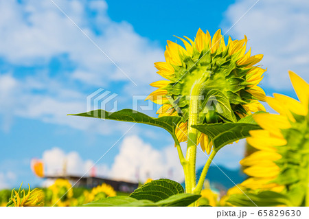 夏のひまわり畑 65829630
