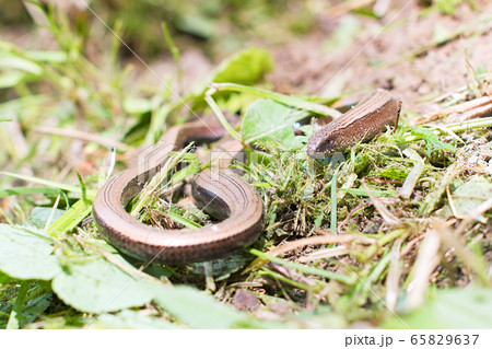 slow worm slow worm 65829637