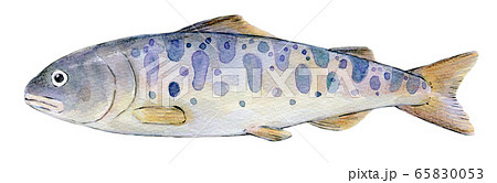 水彩イラスト 淡水魚 川魚 魚 ヤマメのイラスト素材