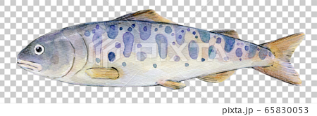 水彩イラスト 淡水魚 川魚 魚 ヤマメのイラスト素材