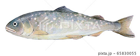 水彩イラスト 淡水魚 川魚 魚 イワナのイラスト素材