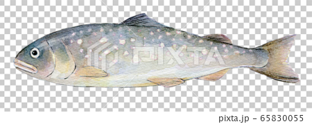 水彩イラスト 淡水魚 川魚 魚 イワナのイラスト素材