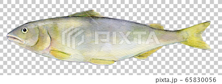 Watercolor illustration freshwater fish river fish fish ayu 65830056