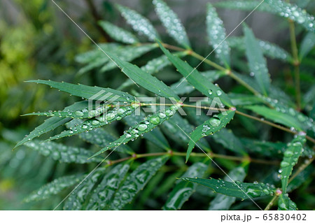葉の撥水 雨滴　c-1 65830402