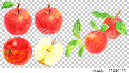 Watercolor apple _ material Watercolor apple _ material 65830435