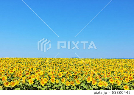 北海道 夏の青空とひまわり畑 北海道 夏の青空とひまわり畑 65830445
