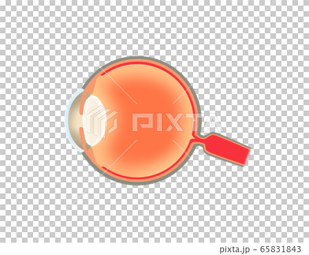Ocular cross section 65831843