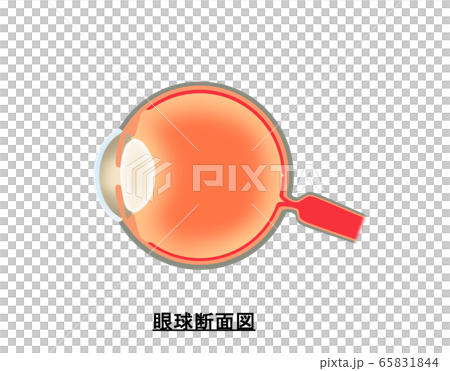 Ocular cross section 65831844