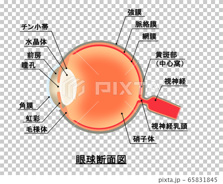 眼球断面図のイラスト素材