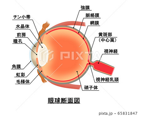 眼球断面図 眼球断面図 65831847