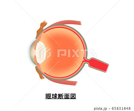 眼球断面図 眼球断面図 65831848