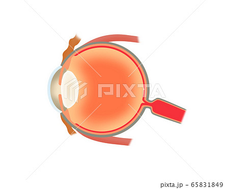 眼球断面図 65831849