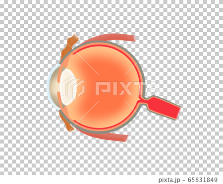 眼球断面図 65831849