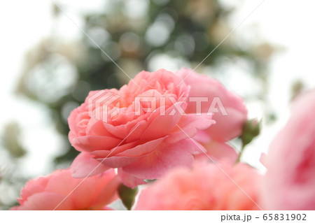 ピンクの薔薇 ピンクの薔薇 65831902