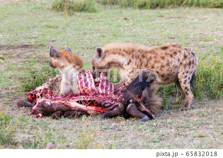 Hyenas eating wildebeest, Serengeti National Park, Hyenas eating wildebeest, Serengeti National Park, 65832018